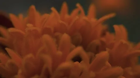 Marigold bud in a flower bed macro Stock Footage 136941609