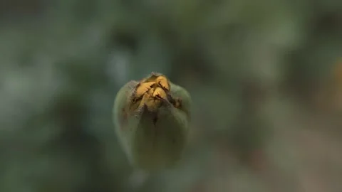 Marigold bud in a flower bed macro Stock Footage 136941621
