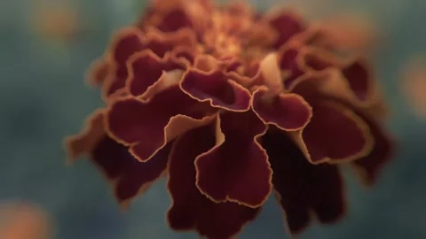 Marigold bud in a flower bed macro Stock Footage 136941633