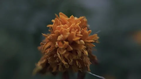 Marigold bud in a flower bed macro Stock Footage 136941638