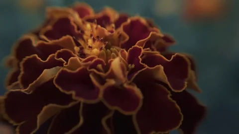 Marigold bud in a flower bed macro Stock Footage 136941641