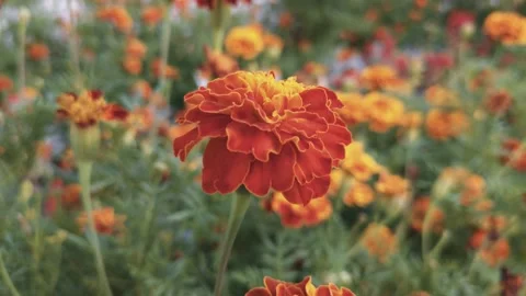 Marigold bud in a flower bed macro Stock Footage 137241417