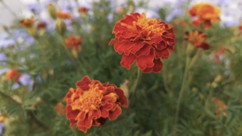 Marigold bud in a flower bed macro Stock Footage 137241433