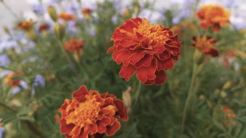 Marigold bud in a flower bed macro Stock Footage 137241447