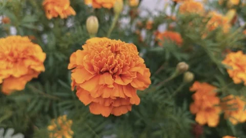 Marigold bud in a flower bed macro Stock Footage 137241463