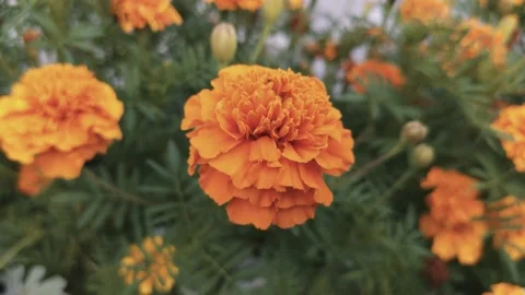 Marigold bud in a flower bed macro Stock Footage 137241479