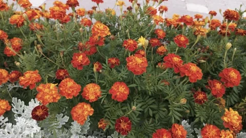 Marigold bud in a flower bed macro Stock Footage 137241531
