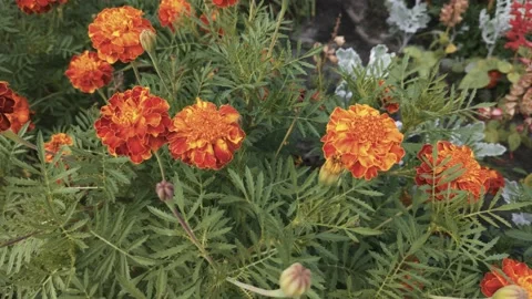 Marigold bud in a flower bed macro Stock Footage 137241547