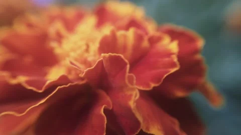 Marigold bud in a flower bed macro Stock Footage 137241686