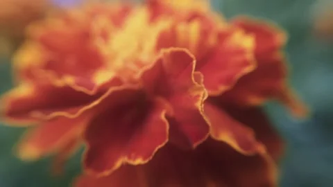 Marigold bud in a flower bed macro Stock Footage 137241697