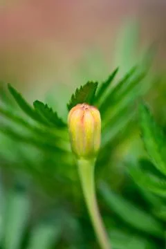 Marigold Bud Foto stock