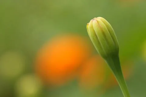 Marigold bud1 Stock Photos