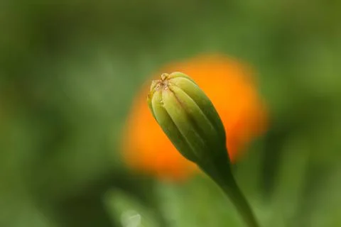 Marigold bud2 Stock Photos