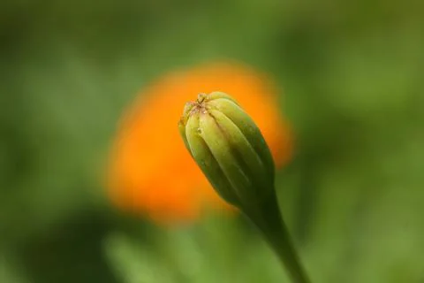 Marigold bud3 Stock Photos