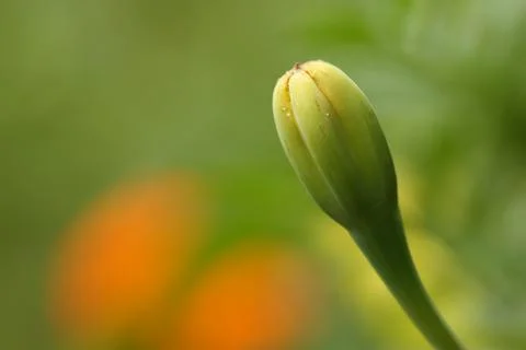 Marigold bud4 Stock Photos