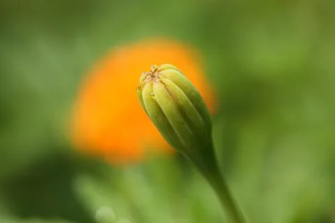 Marigold bud5 Stock Photos