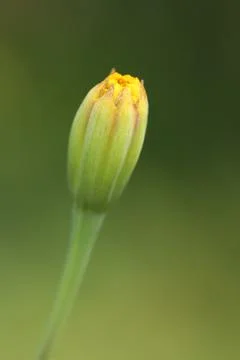 Marigold bud6 Foto stock
