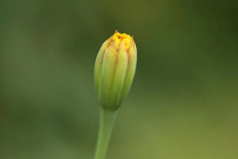 Marigold bud7 Stock Photos