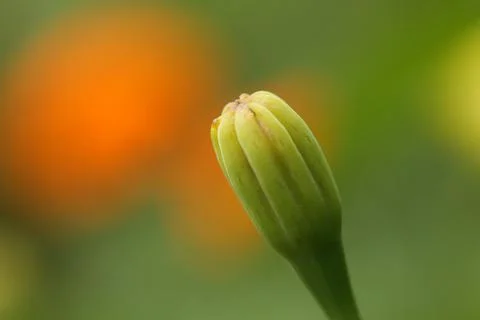 Marigold bud8 Stock Photos
