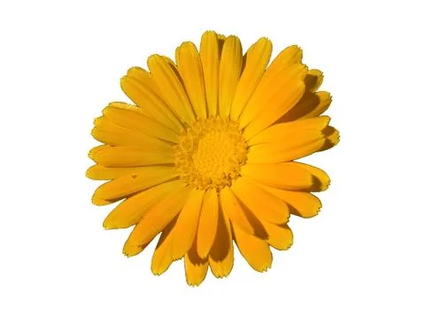 Marigold (Calendula) Angle Isolated Stock Photos