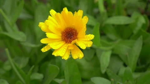 Marigold, Calendula Stock Footage 167497000