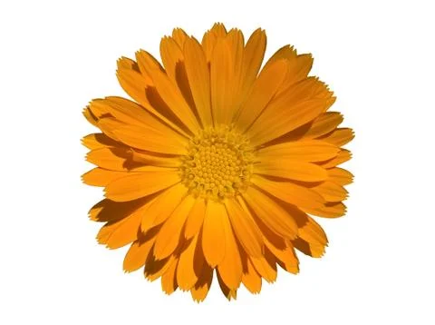 Marigold (Calendula) Isolated Stock Photos