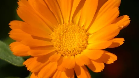 Marigold (Calendula Officinalis) Disk Sway In the Wind Stock Footage