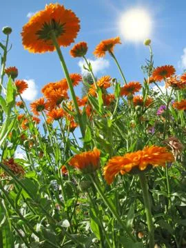 Marigold (calendula) Stock Photos