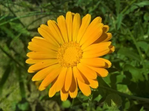 Marigold (Calendula) Stock Photos