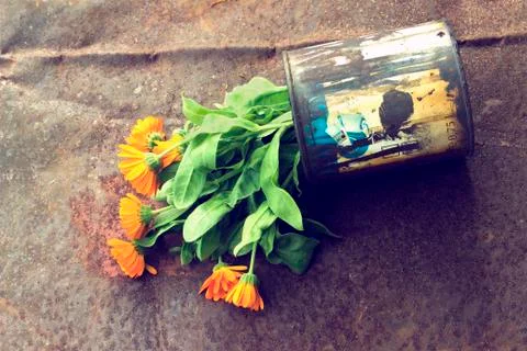 Marigold in a can Stock Photos