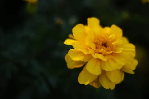 Marigold close up Stock Photos