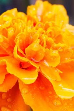 Marigold closeup Stock Photos