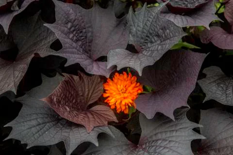 Marigold Contrast Stock Photos