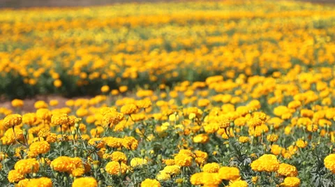 Marigold field. Stock Footage 34677390