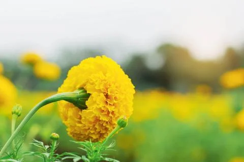 Marigold on field. Stock-Fotos