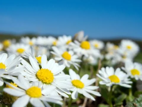 Marigold field in spring Stock Photos