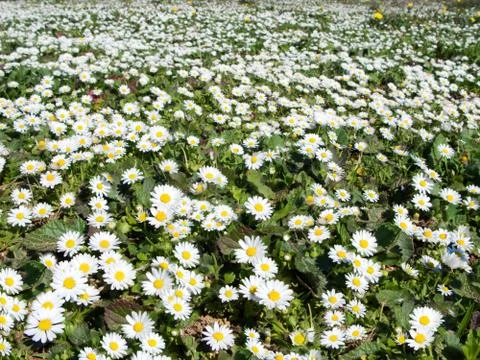 Marigold field in spring Stock Photos