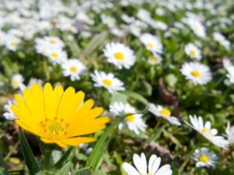 Marigold field in spring Stock Photos