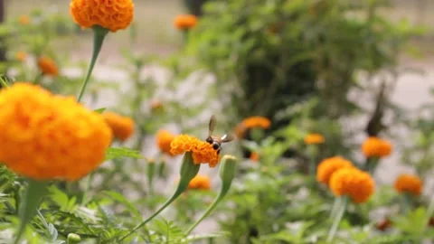 Marigold fields with bee 스톡 동영상 132520951