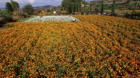 Marigold Fields before Day of the Dead in Michoacan, Mexico, 4k aerial 動画素材 286039612