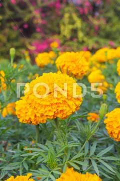 Marigold flower background Stock Photos