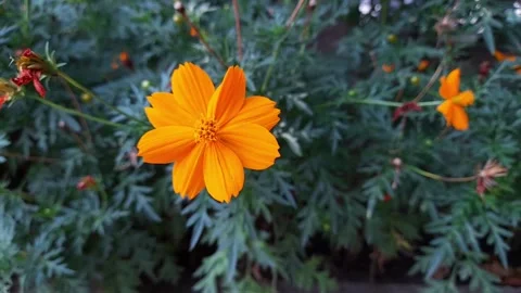 Marigold Flower Blooming Stock Footage 155433367