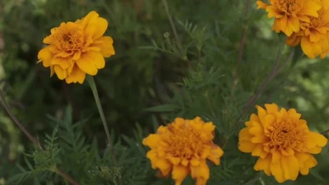 Marigold Flower Blooming Stock Footage 318835222