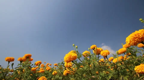 Marigold flower with blue sky 库存影片 34747491