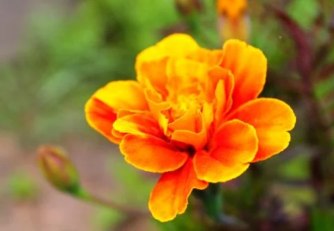Marigold flower bud on a green background Stock Illustration