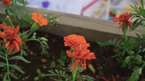 Marigold flower. Calendula blossom. Close up. Video stock 169383553