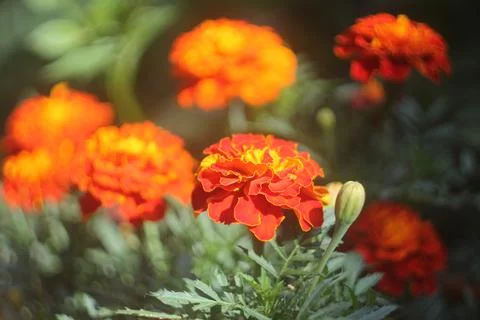 Marigold flower close-up. Blurred background. Stock Photos