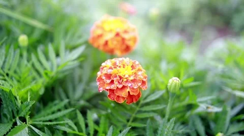 Marigold flower close up. Nature background Stock Footage 66438614
