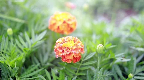 Marigold flower close up. Nature background Stock Footage 66438615