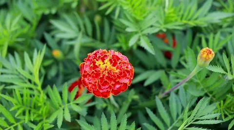 Marigold flower close up. Nature background Stock Footage 66439022